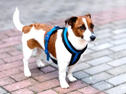 Jack Russell w niebieskich szelkach, gotowy na spacer. Proste wskazówki, jak założyć szelki dla psa, pomogą Ci szybko przygotować pupila.