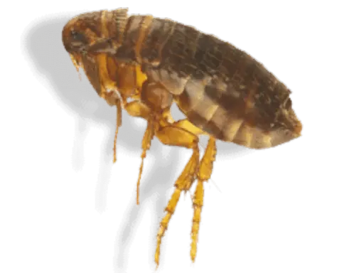 Gros plan d'une puce, un parasite tenace. Idéal pour illustrer un produit anti puce maison efficace.
