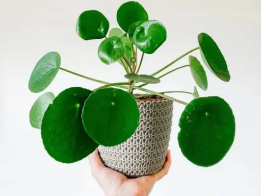 Una mano sostiene una planta de dinero con hojas redondas y verdes en una maceta tejida. Ideal para saber donde colocar la planta del dinero.