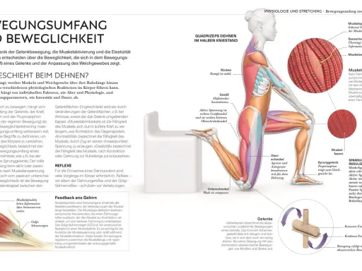 Anatomie der Bewegungsrichtungen: Muskelspindeln leiten Infos über Sinnesnerven weiter.