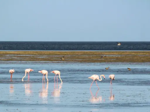 Różowe flamingi brodzą w płytkiej wodzie na wyspie Djerba, tworząc malowniczy widok.