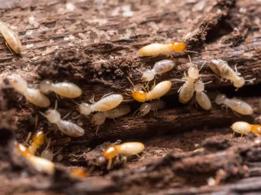 Gros plan sur une colonie de termites, des insectes ravageurs qui rongent le bois, causant des dégâts similaires à la vermoulure.