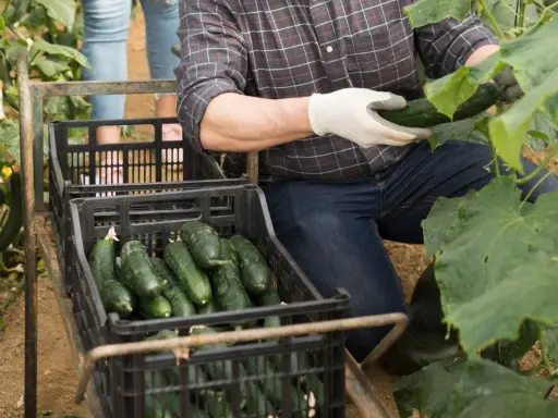 Un agriculteur récolte des concombres frais, parfaits pour être mis en conserve. Les caisses débordent de ces légumes verts, prêts pour la préparation.