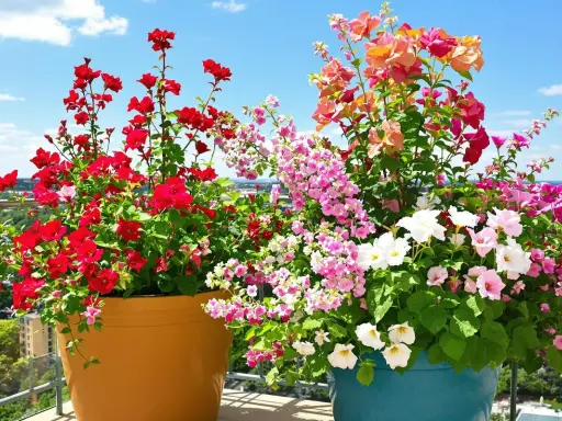 Deux grands pots débordent de fleurs d'été résistant à la sécheresse : des pétunias rouges vifs et un mélange de fleurs roses, blanches et corail.