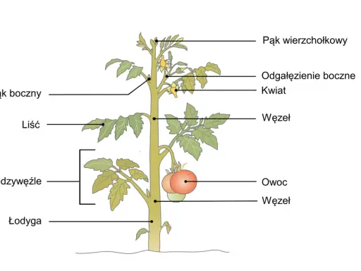 Schemat rośliny pomidora z zaznaczonymi częściami: pąk wierzchołkowy, pąk boczny, liść, międzywęźle, łodyga, odgałęzienie boczne, kwiat, owoc, węzeł. Ilustracja pokazuje sposób rozmnażania roślin.
