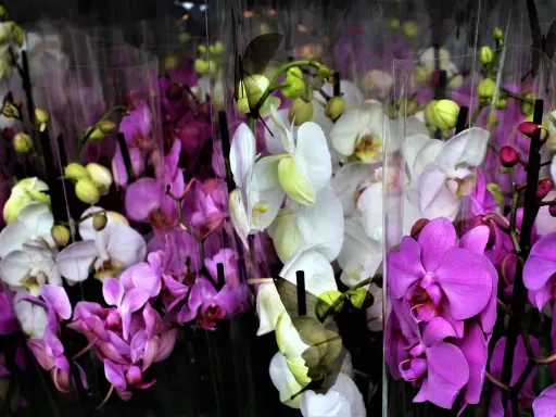 Wiele storczyków w odcieniach fioletu i bieli, niektóre z motylami. Piękna orchidea.