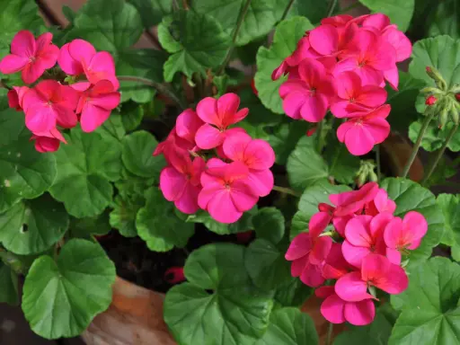 Färgglada rosa pelargoner i kruka, redo för omplantering. Gröna blad och knoppar syns också.