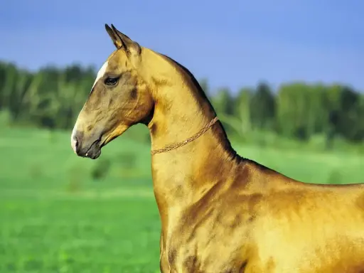 Ein elegantes Akhal-Teke-Pferd mit glänzendem Fell steht auf einer grünen Wiese unter blauem Himmel.