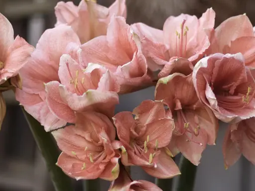 En bukett av persikofärgade amaryllisblommor med sina karaktäristiska kronblad och ståndare. En vacker syn att odla amaryllis.