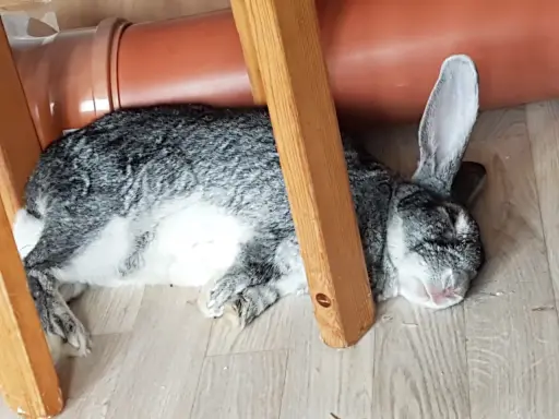Ein dickes Kaninchen döst unter einem Holzstuhl neben einem orangefarbenen Rohr.