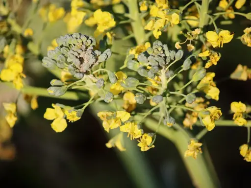 Broccoli blooms with bright yellow flowers, showing that even vegetables can bloom beautifully.