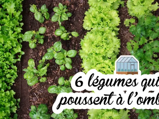 Un potager luxuriant avec des rangées de laitues, de basilic et de persil. Ces légumes mi-ombre prospèrent dans un sol fertile, prêts à être récoltés.