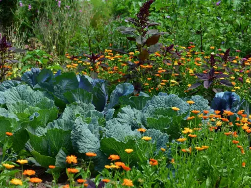 Chou vert et fleurs de souci orangées dans un jardin luxuriant. Une belle inspiration pour savoir que semer aujourd'hui.