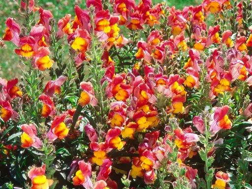 Un parterre de muflier fleur aux teintes vives de rose et de jaune, formant un tapis coloré et joyeux.
