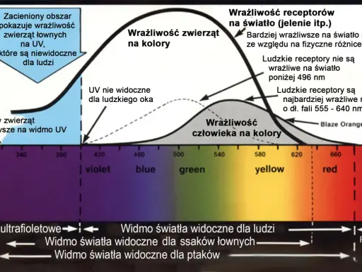 Jak koń widzi kolory? Czerwień to szarość!