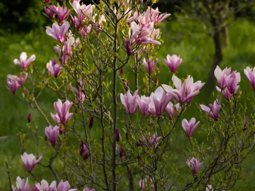 Kwitnąca magnolia, z różowymi kwiatami i pąkami, pokazuje, jak szybko rośnie magnolia.