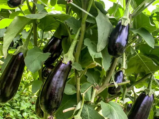 Reife Auberginen hängen an einem Strauch. Die richtige aubergine pflege sorgt für eine reiche Ernte.