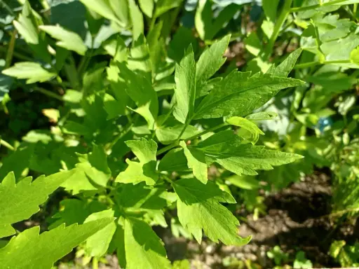 Zielone liście lubczyku w słońcu. Zastanawiasz się, czy lubczyk można mrozić? Tak, można go mrozić, by zachować jego aromat na dłużej.