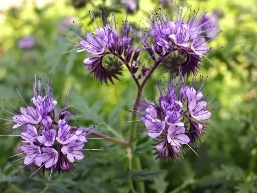 Fleurs de phacélie aux longues étamines violettes, parfaites pour une fiche technique sur cette plante mellifère.
