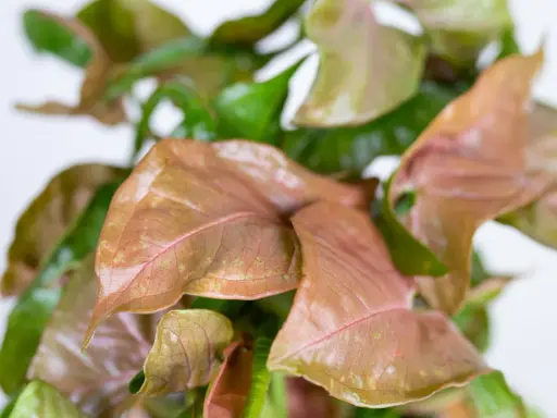 Liście syngonium w odcieniach zieleni i różu, tworzące bujną, tropikalną kompozycję.