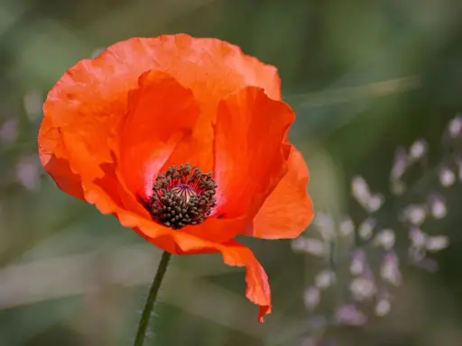 Un coquelicot rouge vif, symbole de l'été. Idéal pour savoir quand semer les coquelicots et profiter de leur beauté éphémère.