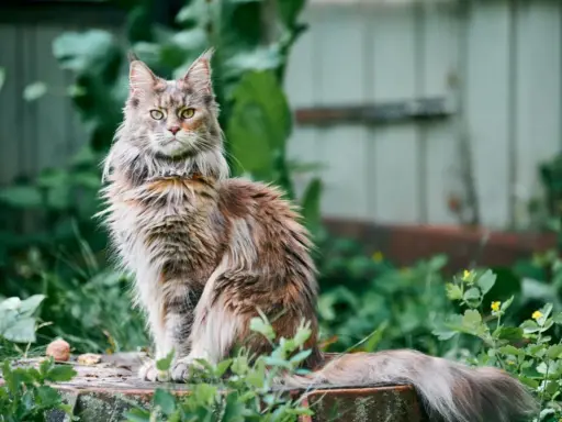 Majestatyczny kot rasy Maine Coon, który żyje długo, siedzi na pniu wśród zieleni.