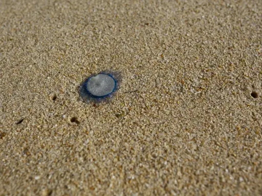 Una piccola medusa occhio blu, con un disegno a spirale, giace sulla sabbia dorata della spiaggia.
