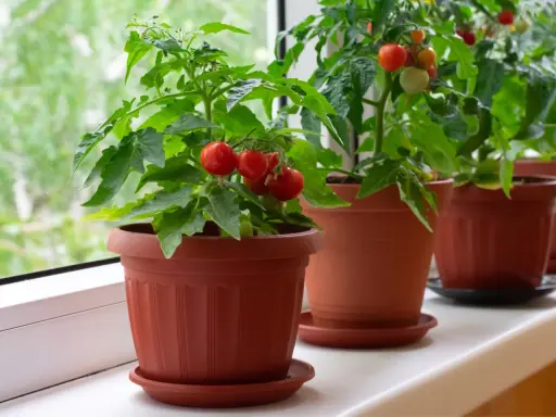 Plusieurs plants de tomate cerise en pot, prêts à être récoltés, poussent sur un rebord de fenêtre.