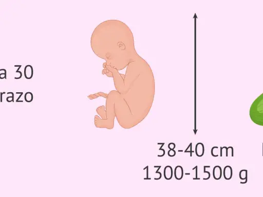Bebé en semana 30 de embarazo, con tamaño similar a un pepino, mide 38-40 cm y pesa 1300-1500 g.