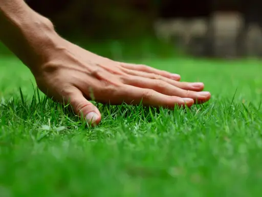 A hand gently touches lush, green grass, perhaps after a refreshing morning water.