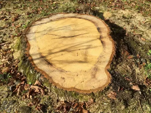 Gros plan sur une souche fraîchement coupée, entourée de feuilles mortes et de sciure. Le bois clair montre les cernes de croissance, prêt à faire pourrir une souche.