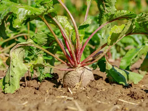 Une betterave rouge, prête à être déterrée, se dresse fièrement dans la terre. Les feuilles vertes et les tiges pourpres annoncent le bon moment quand ramasser les betteraves.