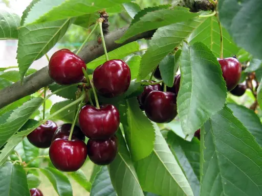 Cerises rouges foncées mûres sur une branche feuillue. Un cerisier commence à donner des fruits après 3 à 5 ans.