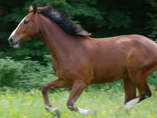 Braunes Warmblut-Pferd galoppiert über eine blühende Wiese.
