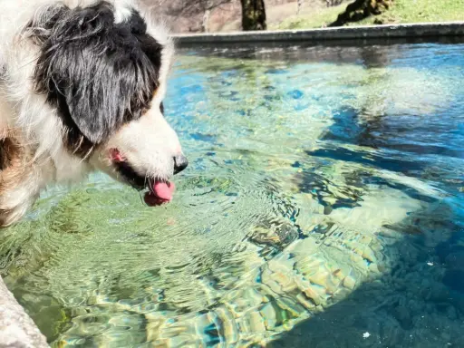 Pies z językiem na wierzchu pochyla się nad wodą, jakby groziło mu suche utonięcie.