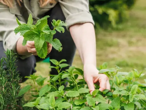 Une personne s'occupe de son jardin, tenant un bouquet de menthe fraîche. C'est le moment idéal pour planter de la menthe et profiter de son arôme.
