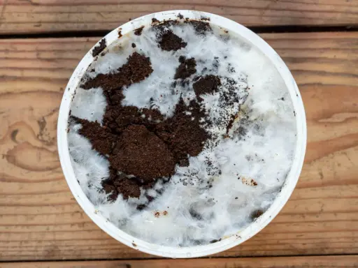 Culture de champignon sur marc de café dans un récipient blanc, sur fond de bois. Le mycélium blanc envahit le marc brun.