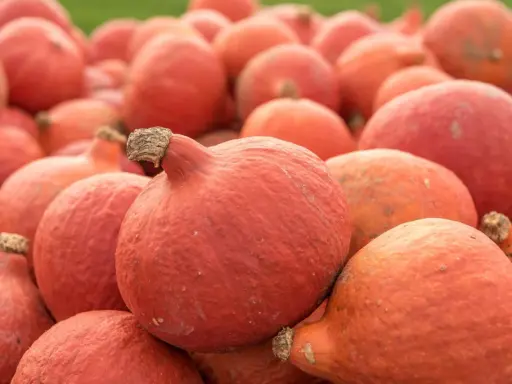 Mnóstwo pomarańczowych dyń hokkaido, gotowych do zbioru. Ich uprawa to prawdziwy jesienny skarb.