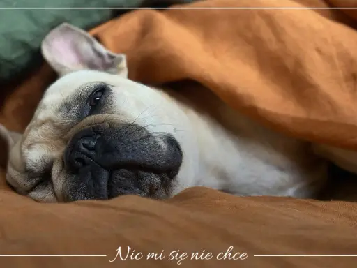 Francuski buldog pod kocem, z miną "nic mi się nie chce". Czy to choroba, czy po prostu weekend?