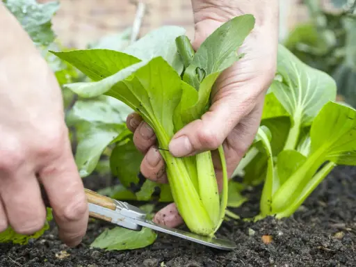 Récolte d'un chou chinois dans le potager. La culture de ce légume est simple et gratifiante.