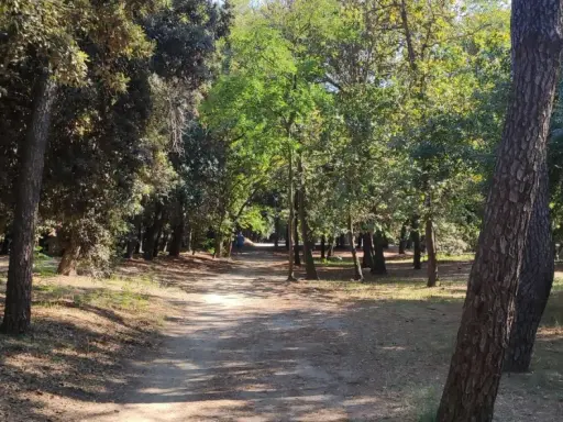 Sentiero ombreggiato tra pini e alberi verdi, ideale per una pedalata tra Cervia e Cesenatico.