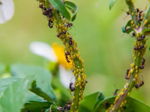Des fourmis protègent une colonie de pucerons sur une tige verte. Une scène qui montre l'importance d'un anti pucerons naturel.
