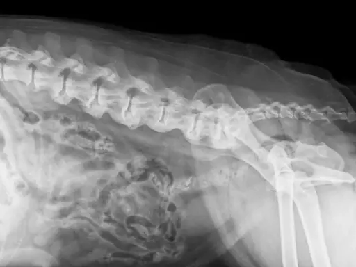 RTG kręgosłupa psa z widocznymi zmianami zwyrodnieniowymi, wskazującymi na spondylozę. Widoczne zrosty międzykręgowe.