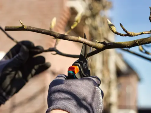 Magnolia: Jak przycinać? Klucz do obfitego kwitnienia i zdrowia
