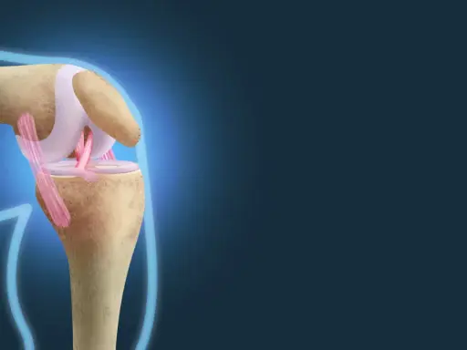 Anatomia kolana: kości, więzadła i chrząstki. Widoczne są mięśnie kolana, które stabilizują staw.