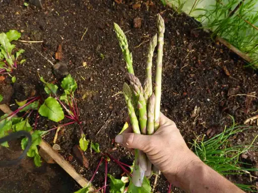 Main d'un jardinier tenant un bouquet d'asperges vertes et violettes, prêt à les planter. Des betteraves poussent à côté.