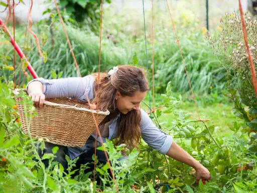 Woman pruning tomato plants in pots, tending to her garden with a basket.