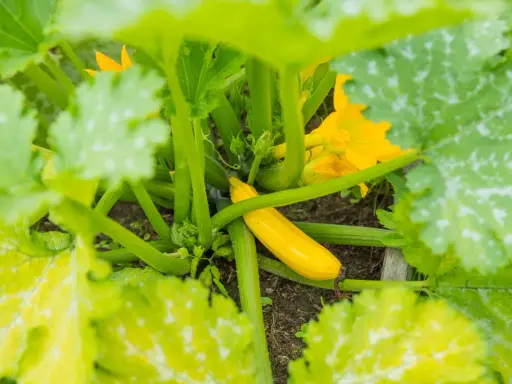 Courgette jaune, encore petite, entourée de feuilles vertes et de fleurs. Peut-être est-ce la raison pour laquelle les courgettes ne grossissent pas ?