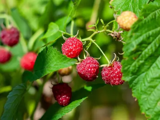 Reife rote Himbeeren an einem Strauch mit grünen Blättern.