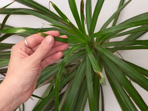 Dłoń sprawdza liście draceny, na których widać brązowe plamy. Czy dracena lubi zraszanie?